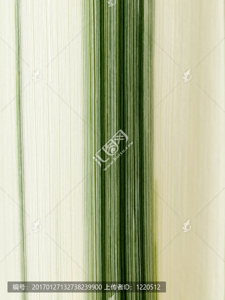 葉的細(xì)節(jié)-匯圖網(wǎng) www.fosd68.com 葉的細(xì)節(jié)