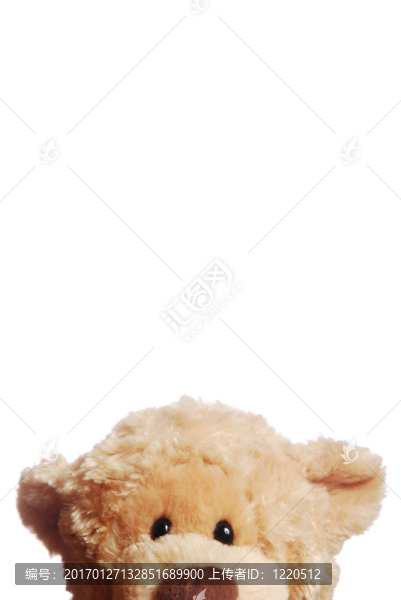 好奇；在白色背景上盯著泰迪熊