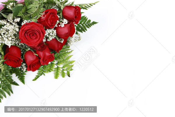 White的紅玫瑰
