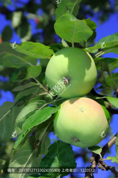 蘋果樹上的蘋果