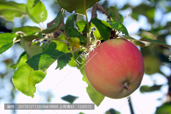 蘋果樹上的蘋果