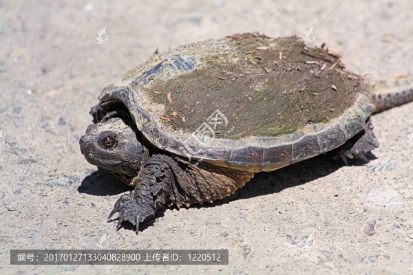 鱷龜（Chelydra,serpentina）re-4529