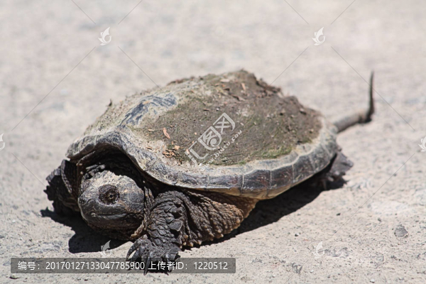 鱷龜（Chelydra,serpentina）re-4538