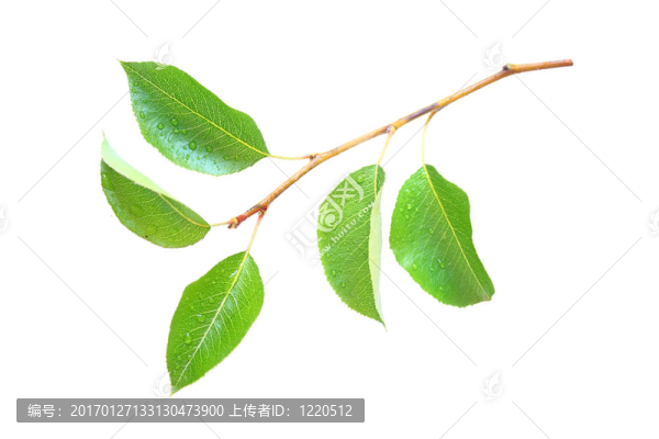 春天