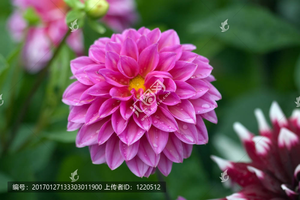 粉紅色的大麗花