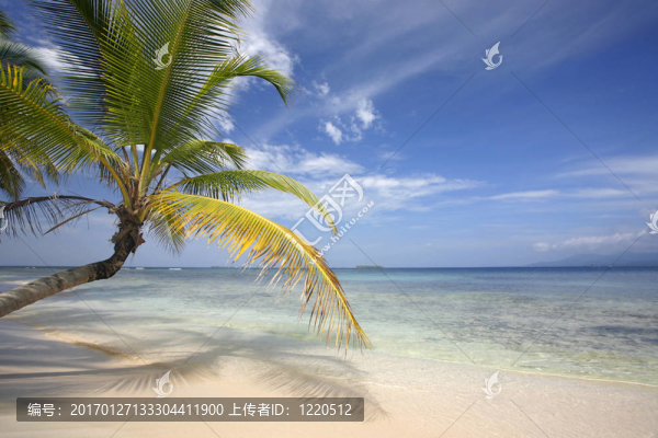 椰子棕櫚天堂海灘