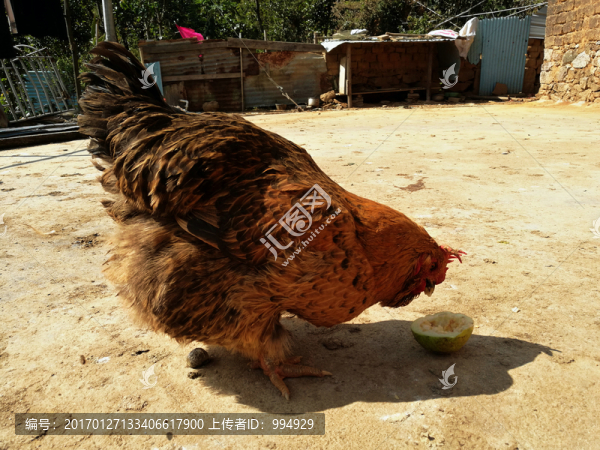 農(nóng)家雞-匯圖網(wǎng) www.fosd68.com 農(nóng)家雞