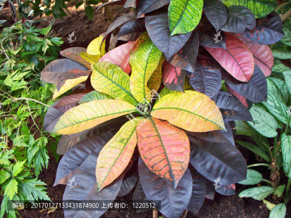 植物學(xué)的