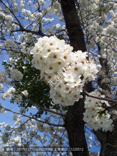 盛開