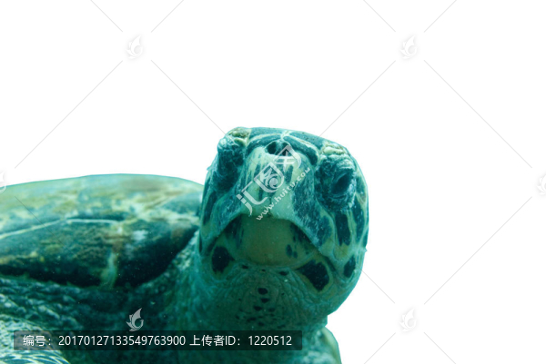 玳瑁-匯圖網(wǎng) www.fosd68.com 玳瑁