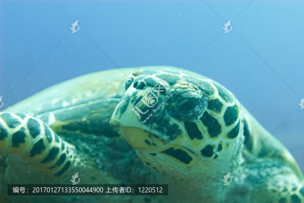 玳瑁