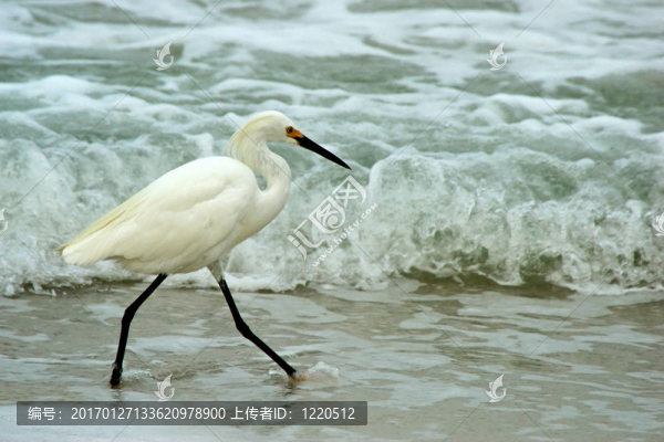 一個(gè)美麗優(yōu)雅的大白鷺走到圖像在低海浪前左崩潰。