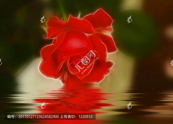 珊瑚玫瑰