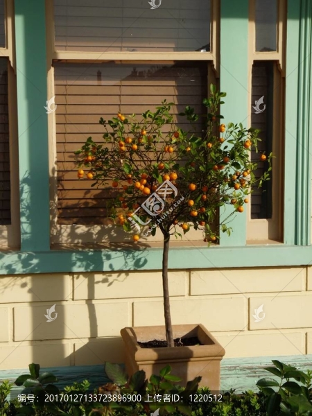 小橘樹
