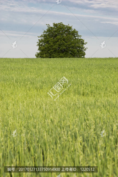 綠色樹和草