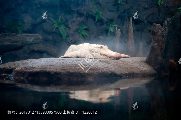 白色鱷魚