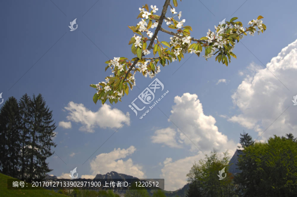 開花的蘋果樹