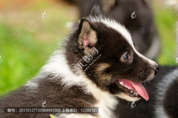 狗仔