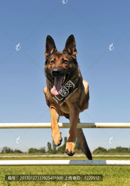 跳躍的德國(guó)牧羊犬