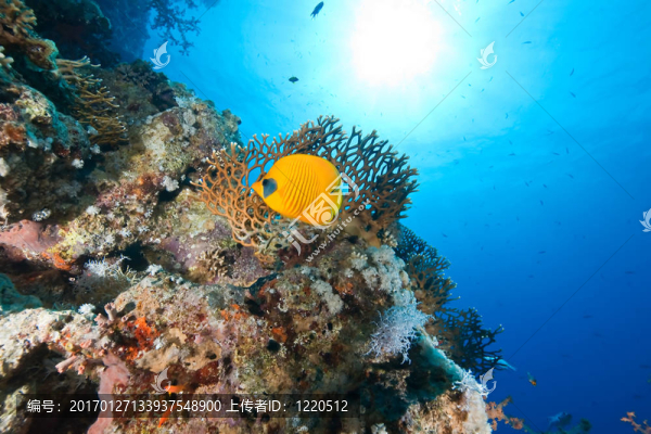 珊瑚和魚