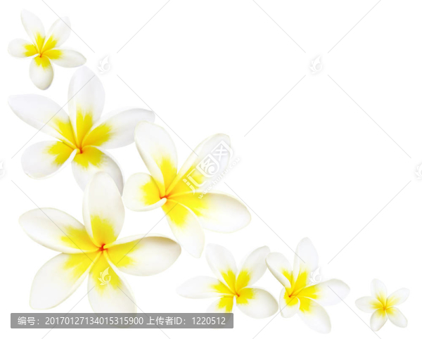 雞蛋花角