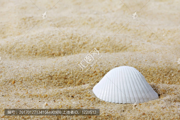 貝殼
