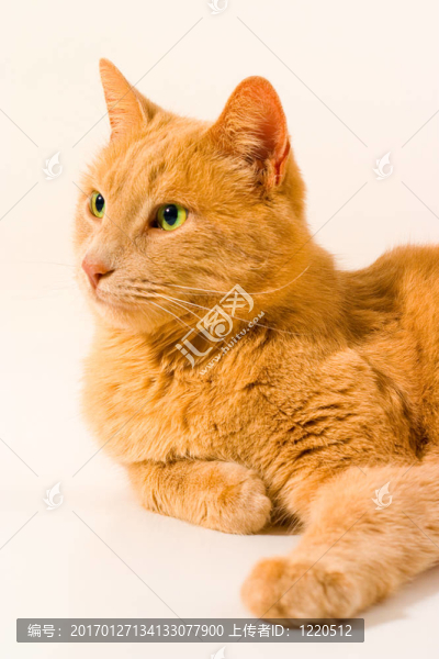 貓隔離-匯圖網(wǎng) www.fosd68.com 貓隔離