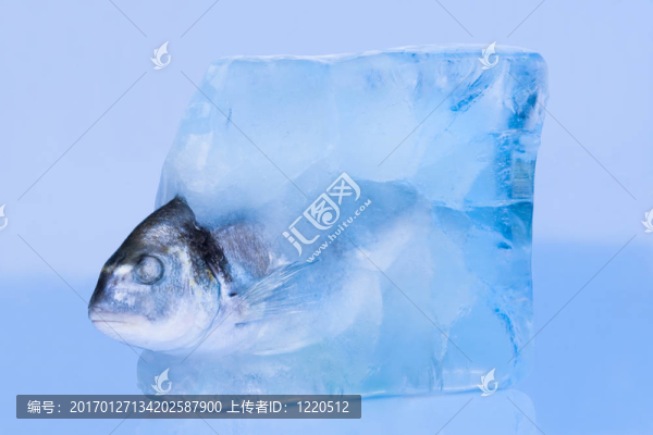 魚