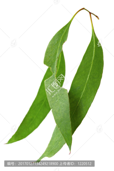 桉葉