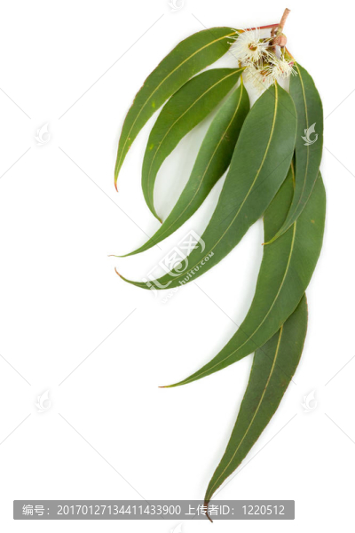 桉葉