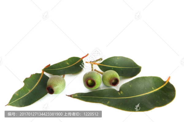 gumnuts