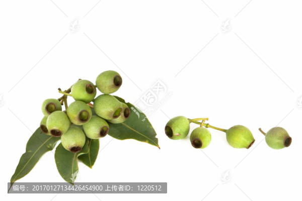 gumnuts-匯圖網(wǎng) www.fosd68.com gumnuts