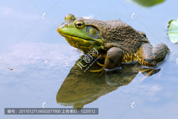 青蛙在水