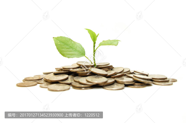 白色背景上的植物概念和大量金幣