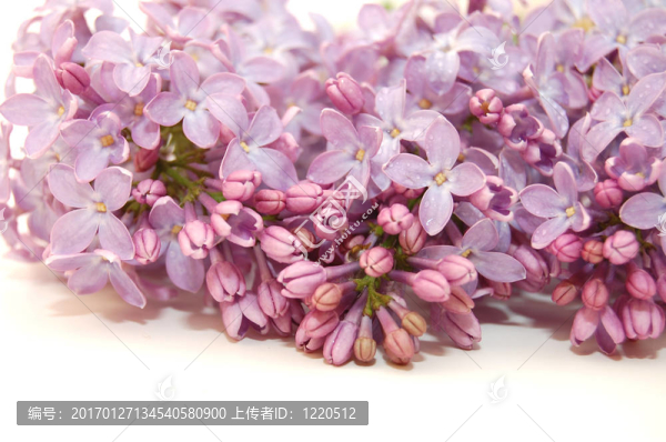 白色背景上的淡紫色花