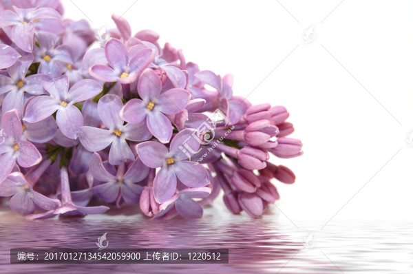 丁香花和白色的倒影