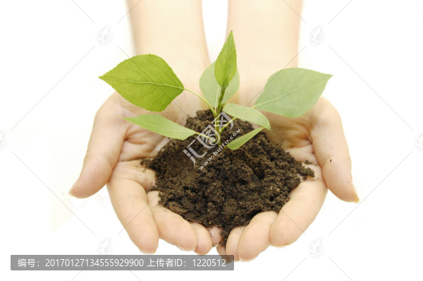 在白色背景下分離的綠色植物