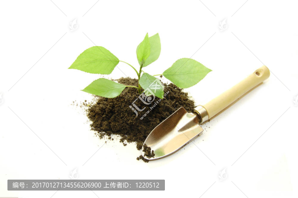 在白色背景上培育的年輕植物