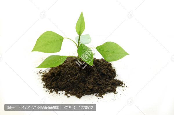 在白色背景上的年輕植物