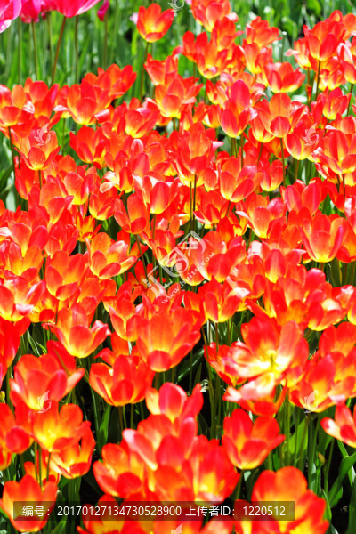 火紅的郁金香花的背景