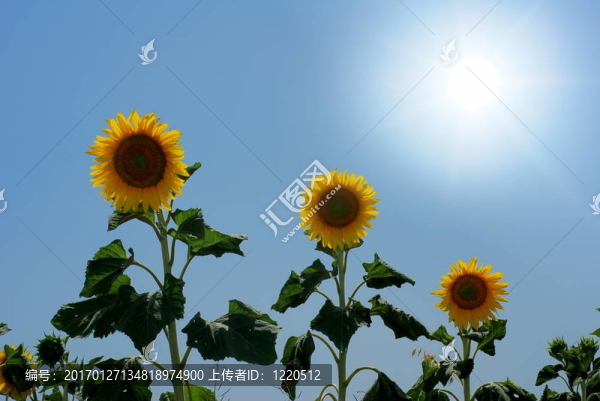 太陽(yáng)和向日葵