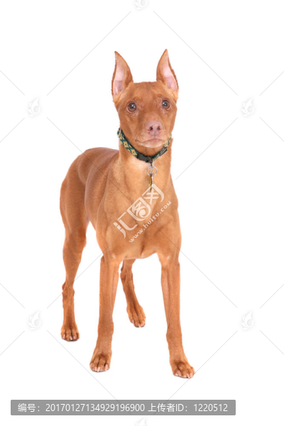 迷你杜賓犬