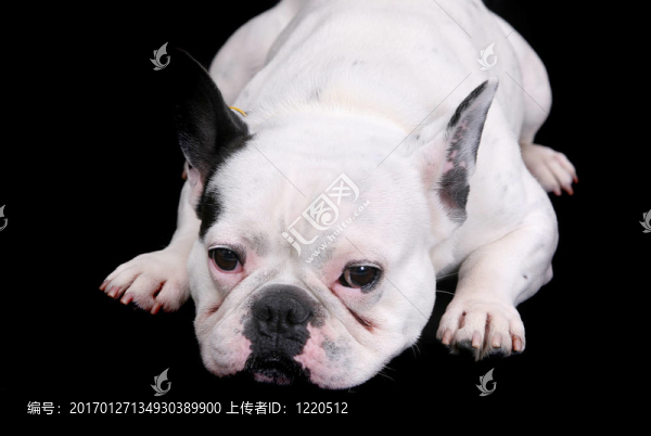 白色的斗牛犬