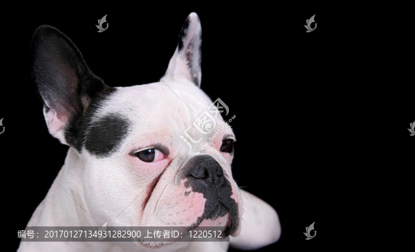 斗牛犬的畫像