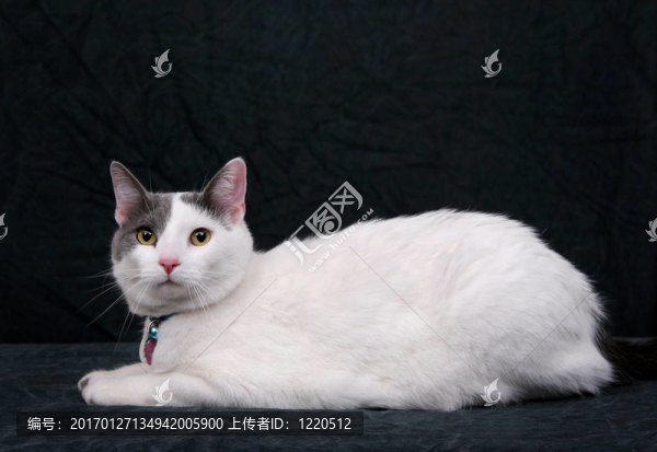 黑色的白色貓咪