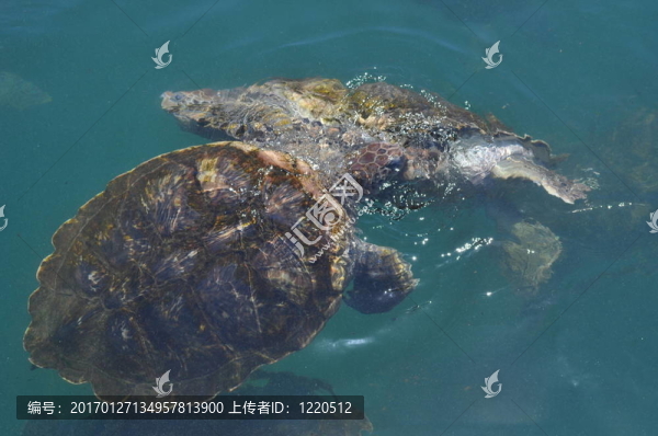 海龜
