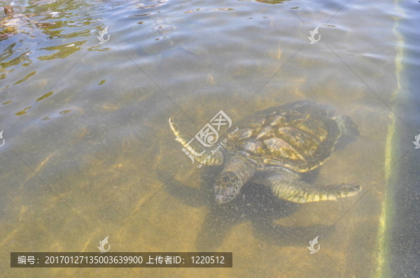 海龜-匯圖網(wǎng) www.fosd68.com 海龜