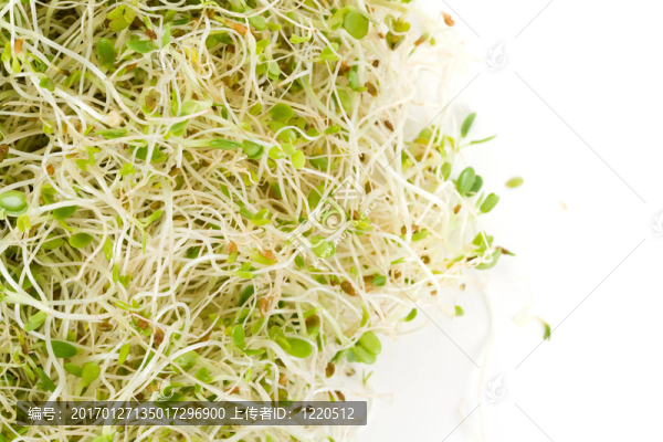 苜蓿芽