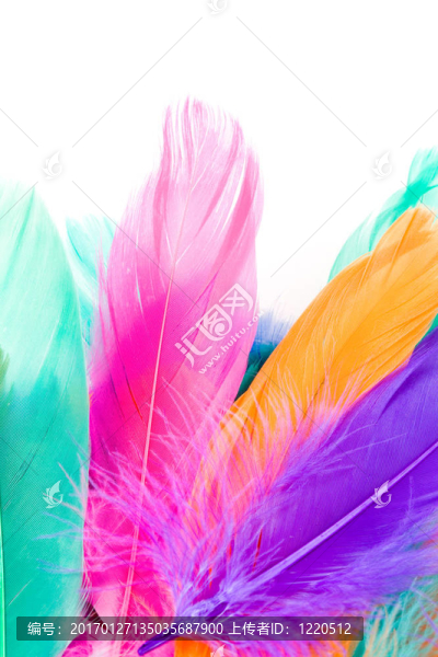 多彩的羽毛