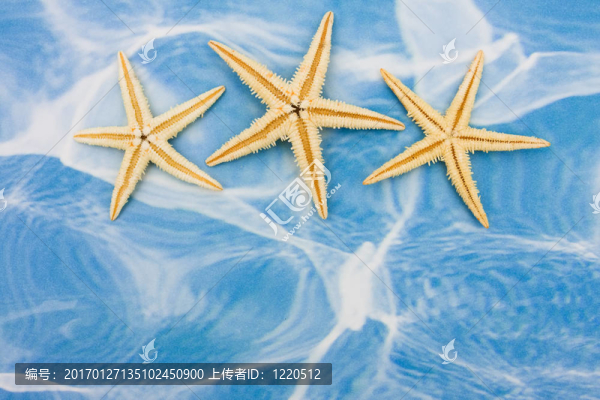 海星的邊界